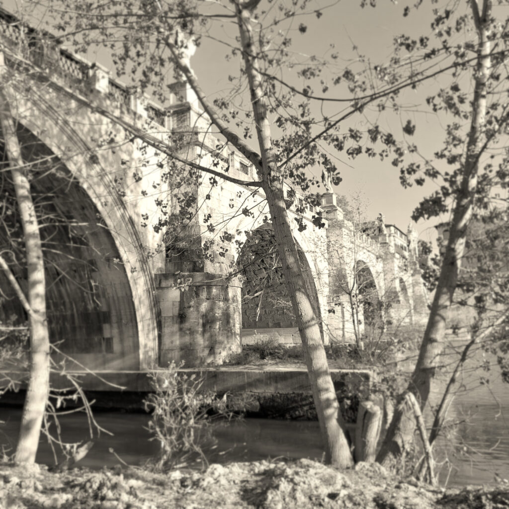 banchina del Tevere, Roma
astero rosso