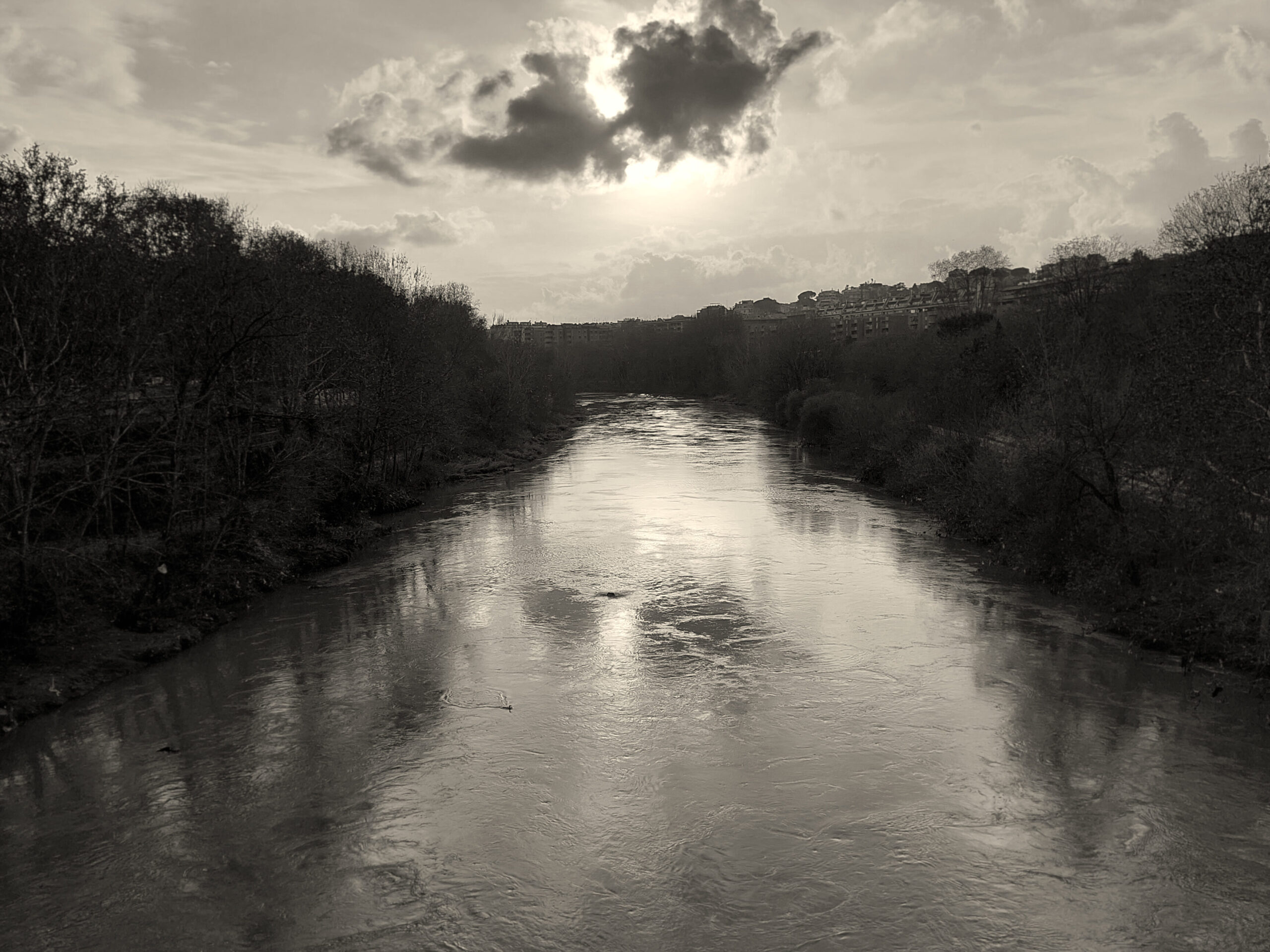 Tevere
astero rosso